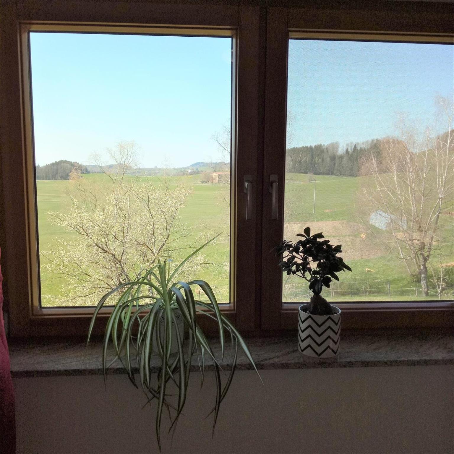 Gasthof Gruener Baum "Kongo" Amtzell Quarto foto